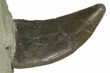 Rare, Serrated, Megalosaurid (Marshosaurus) Tooth - Colorado #173071-2